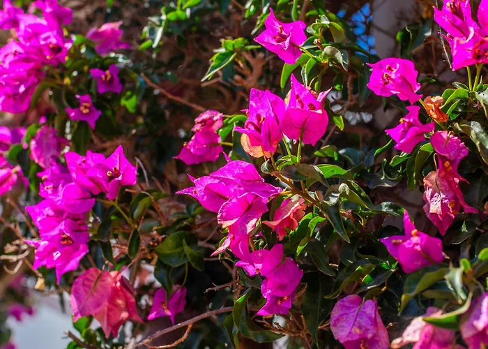 Aloes Prázdninový dům